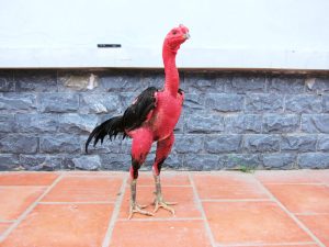 Cách Chấp Tiền Gà Chọi: Bí Kíp Đọc Vị Kèo & Soi Odds Từ Chuyên Gia Jun88