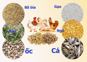 Cách Nuôi Gà Đá Chân Mạnh 2025 Bí Quyết Toàn Diện Từ Chuyên Gia Jun88